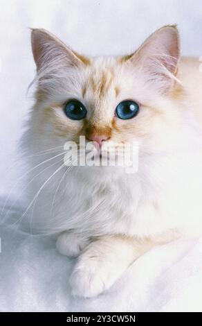 Chat Birman, Birman, Red-tabby-point, femelle de 2 ans Banque D'Images