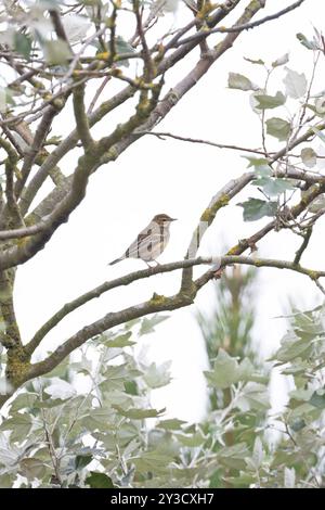 Arbre Pipit (Anthus trivialis) Norfolk septembre 2024 Banque D'Images