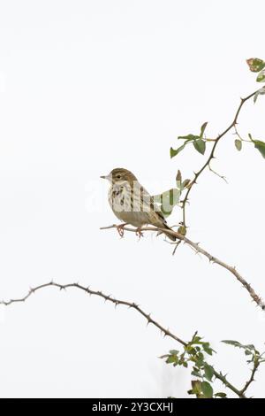 Arbre Pipit (Anthus trivialis) Norfolk septembre 2024 Banque D'Images