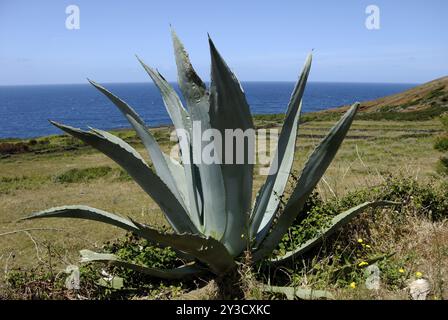 Agave americana sur Graciosa Banque D'Images