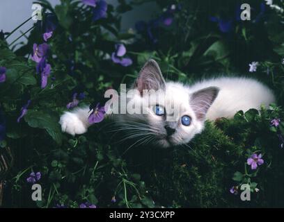 Chat Birman, chaton, phoque, Seal-tabby, 12 semaines Banque D'Images