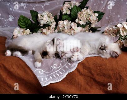 Chat Birman, chaton, phoque, Seal-tabby, 12 semaines Banque D'Images