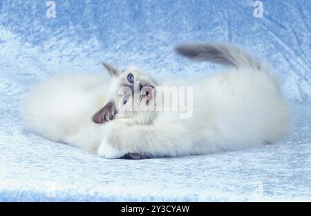 Chat Birman chatons deux mâles, 10 semaines Blue-point Banque D'Images