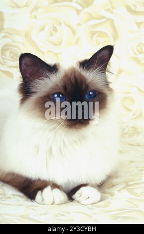 Birman chat Seal-point femelle, un an Banque D'Images