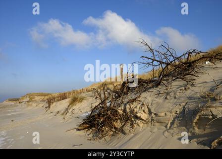 Bord de rupture à Hoernumer Odde, Sylt, Schleswig-Holstein, Allemagne, Europe Banque D'Images