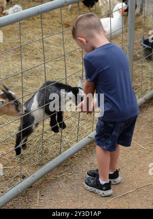 Un jeune garçon nourrit des bébés animaux dans un zoo pour enfants mis en place lors du festival annuel de la pomme d'automne à Hendersonville, en Caroline du Nord. Banque D'Images