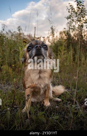 Chihuahua brun aux cheveux longs assis dans l'herbe et regardant dans la caméra, Nicklheim, Bavière, Allemagne, Europe Banque D'Images