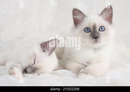 CHAT SACRÉ DE BIRMA, CHAT BIRMAN, LITIÈRE, POINTE BLEUE, SOMMEIL Banque D'Images