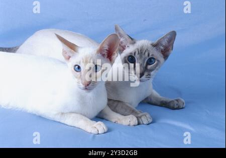 Deux chats siamois, frères et sœurs, mâles, phoque-argent-tabby de cinq mois avec coloration brunâtre argentée Banque D'Images