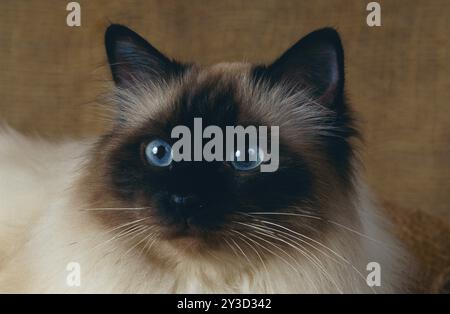 Chat birman, birman, vieil animal Banque D'Images