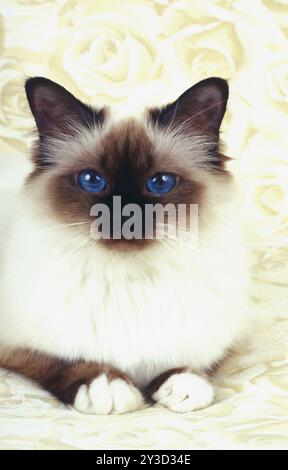 Birman chat Seal-point femelle, un an Banque D'Images