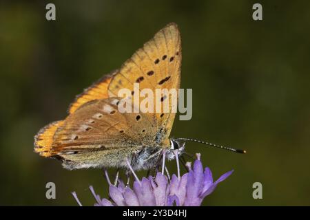 Papillon mâle en cuivre rare avec ailes à moitié ouvertes assis sur une fleur violette sucant à droite Banque D'Images