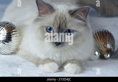 Chat birman sacré bluepoint femelle/femelle 2 ans Banque D'Images