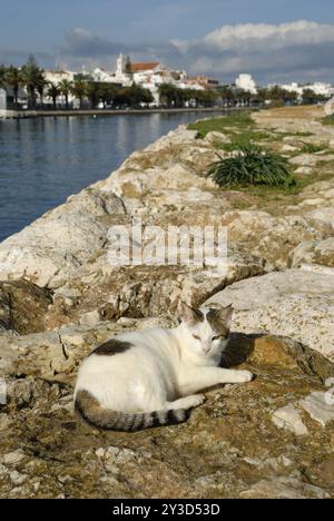 Katze am Meia Praia, Lagos, Algarve, Portugal, Europe Banque D'Images