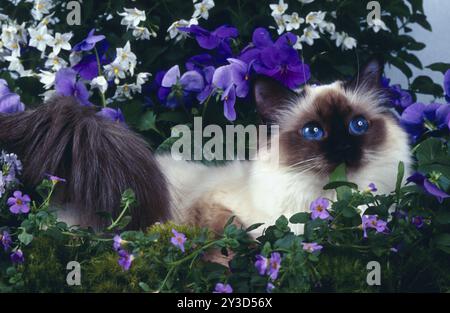 Chat femelle Birman d'un an Seal-point Banque D'Images