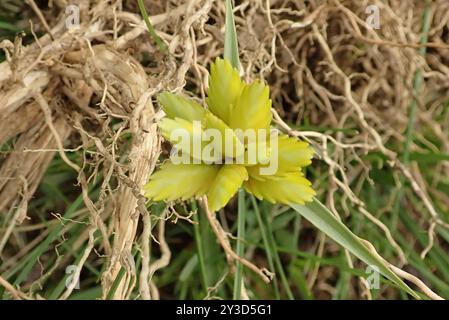 Doré (Cyperus sphaerocephalus) Plantae Banque D'Images