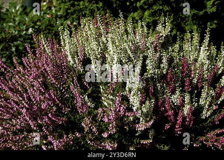 Erica gracilis Banque D'Images