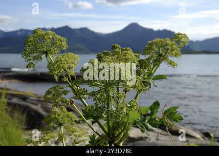 Angelica archangelica, Skaland, Senja, Troms, Norvège, Europe Banque D'Images