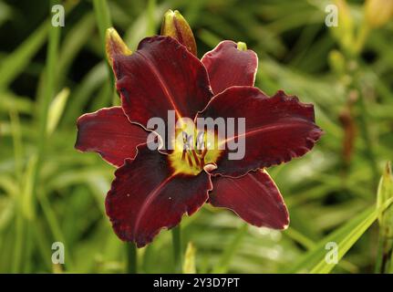 Hemerocallis Ed Murray, Westpark, Munich, Bavière, Allemagne, Europe Banque D'Images