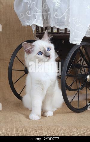 CHAT SACRÉ DE BIRMANIE, CHAT BIRMAN, CHATON, ASSIS SOUS LA VOITURE DE POUPÉE, BLUEPOINT Banque D'Images