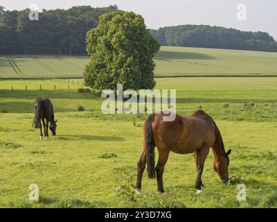 Un cheval brun et un cheval noir qui paissent sur une grande prairie verte, avec des arbres en arrière-plan, gerleve, muensterland, allemagne Banque D'Images