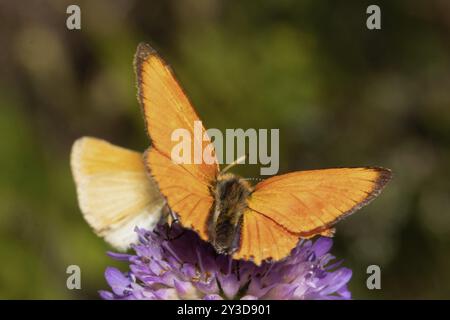 Papillon mâle en cuivre rare avec des ailes ouvertes assis sur des fleurs roses par derrière Banque D'Images