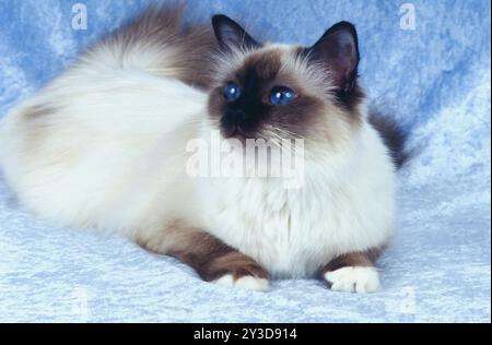 Chat femelle Birman d'un an Seal-point Banque D'Images