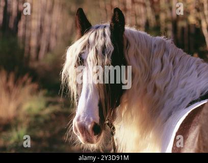Tinker, Gelding, 5 ans Banque D'Images