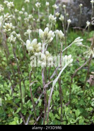 Pussytoes des champs (Antennaria negecta) Plantae Banque D'Images