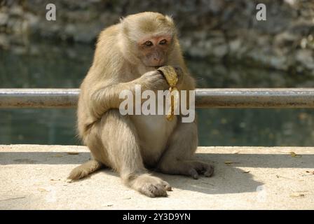 Singe rhésus, grotte de singe, Thaïlande, Asie Banque D'Images