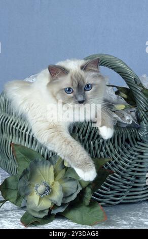 Chat birman sacré bluepoint femelle/femelle 2 ans Banque D'Images