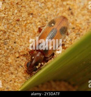 Coléoptère monoceros (Notoxus monoceros) Insecta Banque D'Images