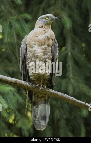 Buzzard de miel assis sur un tronc d'arbre vu de l'avant droit Banque D'Images