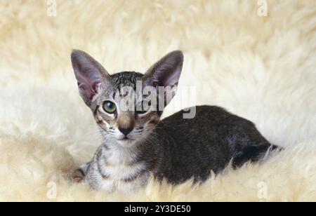 Chat court oriental chat noir tabby chaton de 5 mois Banque D'Images