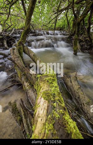 Un tronc d'arbre couvert de mousse se trouve dans une petite cascade dans une forêt dense, Allensbach, lac de Constance, Bade-Wuerttemberg, Allemagne, Europe Banque D'Images