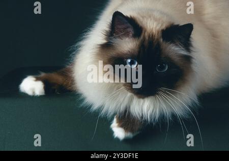 Birman chat, Birman, Sealpoint, mâle, 5 ans Banque D'Images