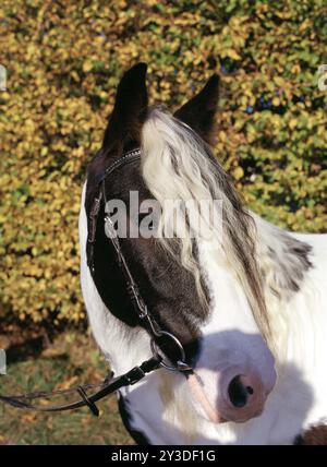 Tinker, Gelding, 5 ans Banque D'Images