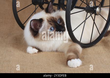 CHAT SACRÉ DE BIRMANIE, CHAT SACRÉ DE BIRMAN, SEALPOINT, REPOSE SOUS LA CALÈCHE DE POUPÉE Banque D'Images