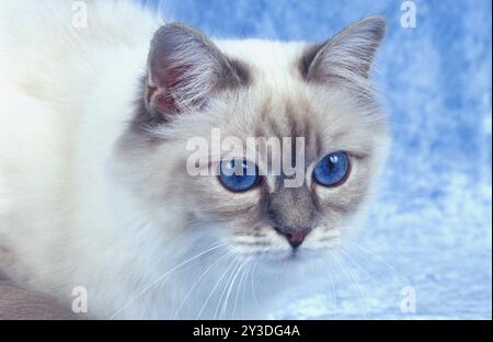 Chat Birman, femelle de deux ans bleu-tabby-point (marques bleues) Banque D'Images