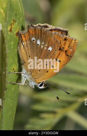 Papillon femelle en cuivre rare avec des ailes fermées suspendues à la feuille verte regardant vers le bas à droite Banque D'Images