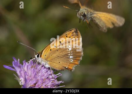 Papillon femelle de cuivre rare avec des ailes fermées assis sur la fleur violette sucant à gauche regardant et papillon fathead avec des ailes ouvertes volant looki gauche Banque D'Images