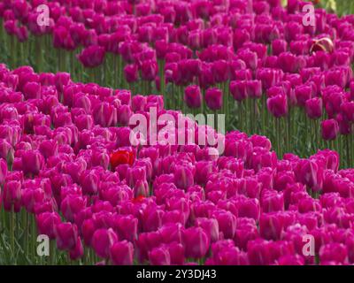 Un tapis dense de tulipes roses fleurit dans un champ, signalant l'arrivée du printemps, egmond aan Zee, mer du Nord, pays-bas Banque D'Images