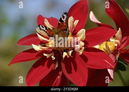 Papillon Peacock sur un dahlia Ruff Don Lorenzo Banque D'Images