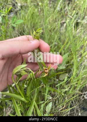 Orchidée de ruisseau (Epipactis gigantea) Plantae Banque D'Images