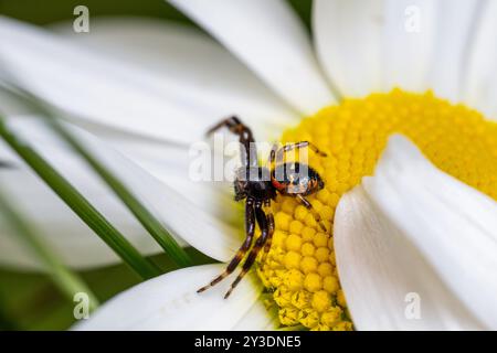 L'araignée Napoléon - Synema globosum, minuscule et belle araignée colorée des prairies européennes, République tchèque. Banque D'Images