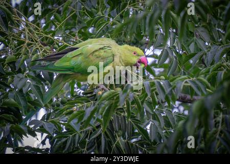 Une perruche à cou d'anneau mangeant des fruits d'un arbre à Jérusalem, Israël. Banque D'Images