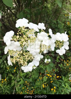 Boule de neige japonaise (Viburnum plicatum) Plantae Banque D'Images