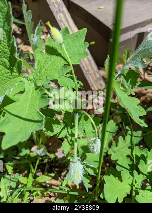 Coquelicot célandine (Stylophorum diphyllum) Plantae Banque D'Images