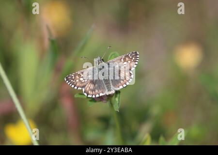 Grand grizzlé Skipper - Pyrgus alveus Banque D'Images