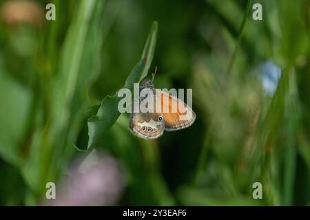 Darwin's Heath - Coenonympha darwiniana Banque D'Images